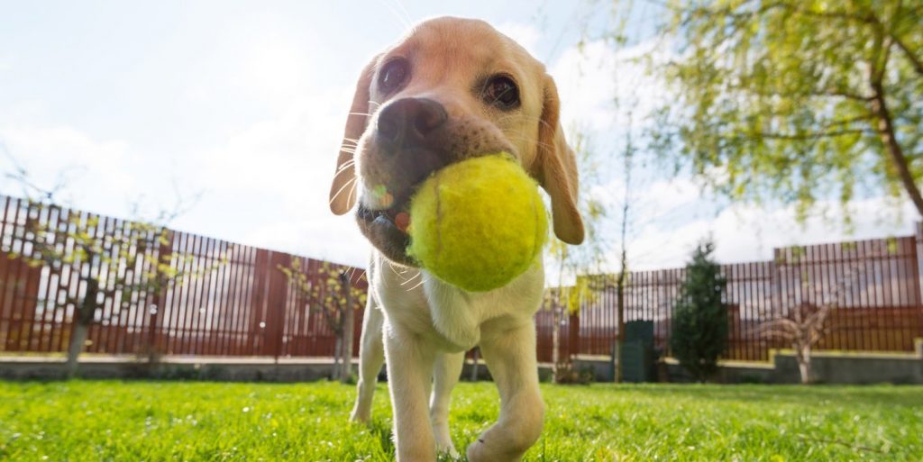 This Smart Ball Lets Your Pet Play Fetch With Themselves When You’re Not Home